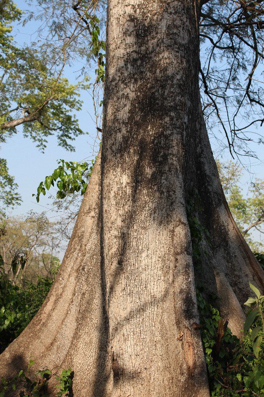 giant tree