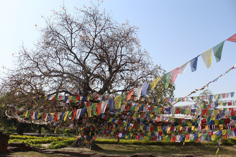 prayer flags and trees