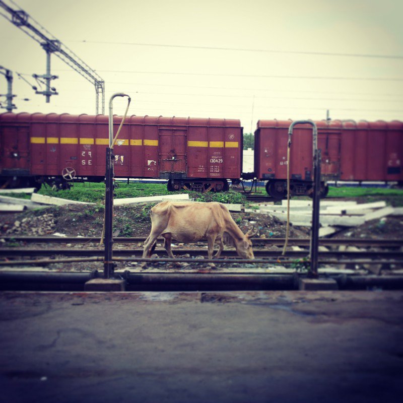 cows on the tracks
