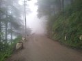 another misty day in dharamsala