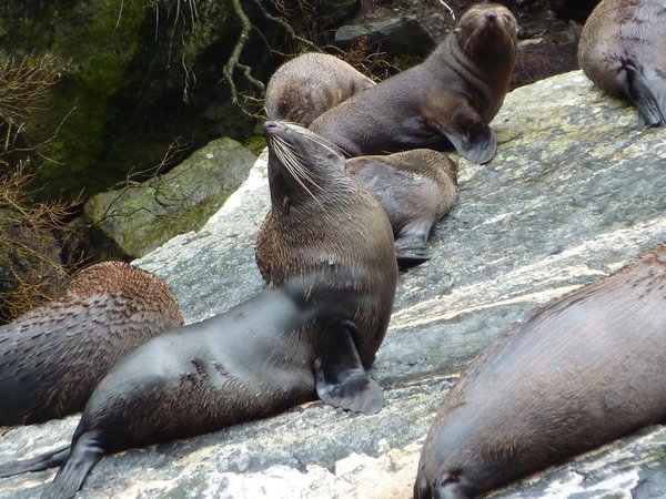 NZ fur seals