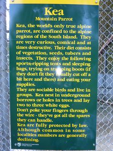 Fun description of the kea