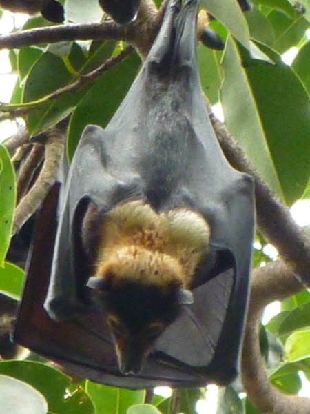 Fruit Bat!