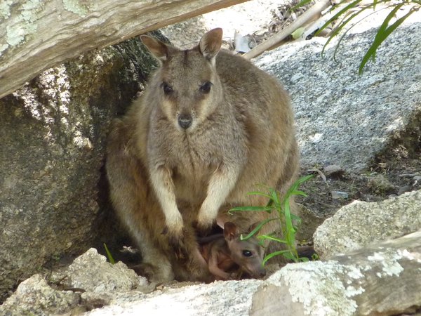 Momma & Baby Joey!