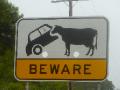 Beware: Cow Tipping
