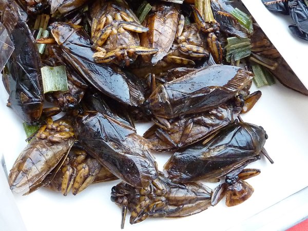Fried Cockroaches