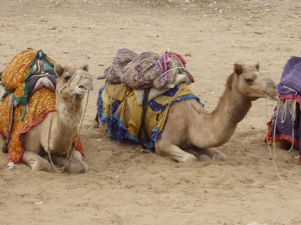 Camels on Safari