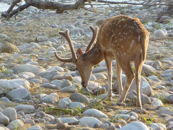 Spotted Deer