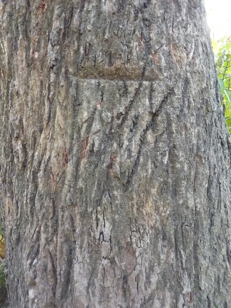 Tiger Tree Scratches