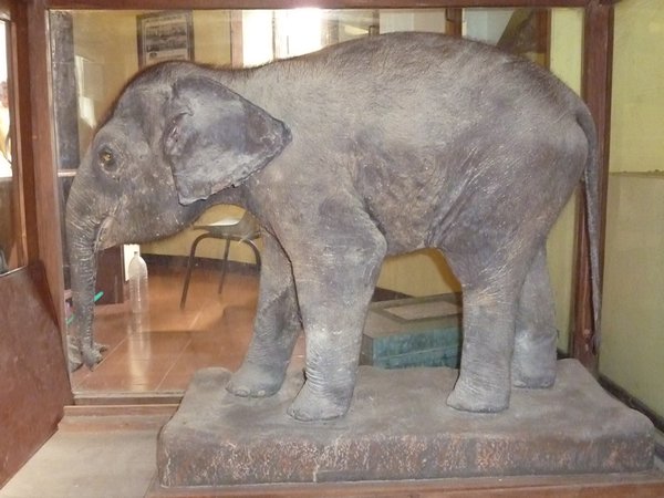 Preserved Baby Elephant