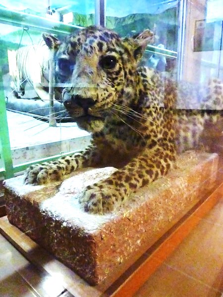 Preserved Leopard