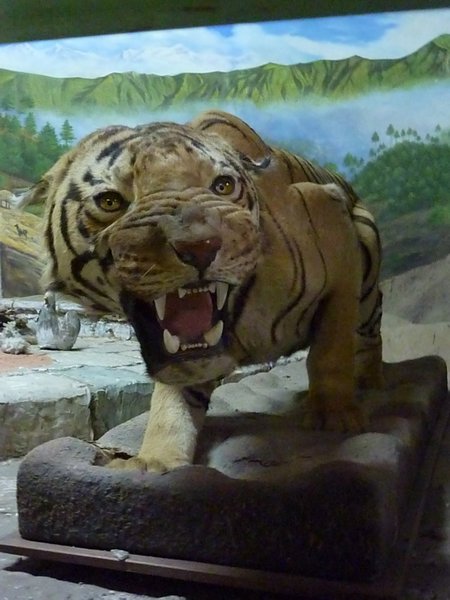 Preserved Tiger