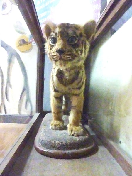 Preserved Tiger Cub