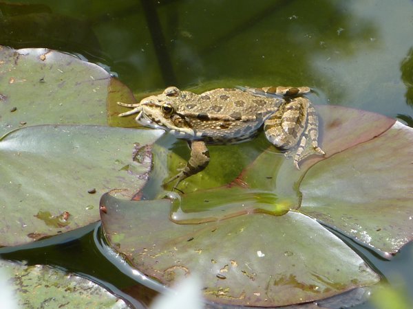 Frog @ Giverny