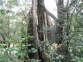 Jungle Tree