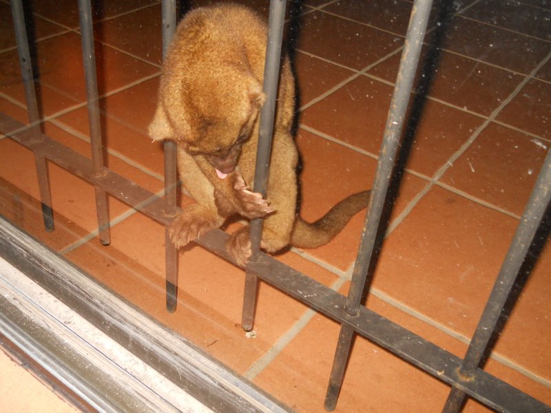 This is a Kinkajou burglar trying to get in my house at night