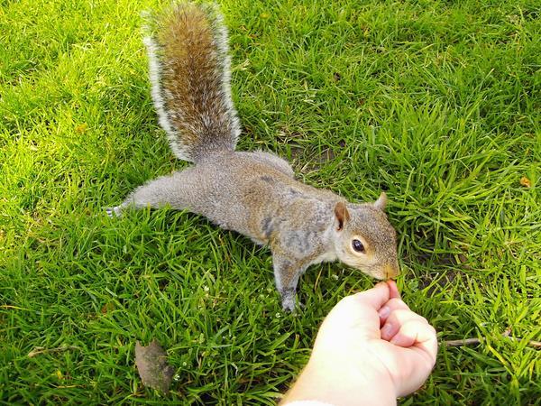 A Squirrel in Hyde Park