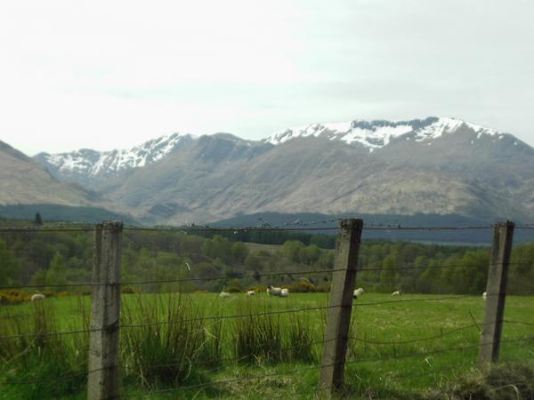 Snow on the mountains, sheep behind a fence