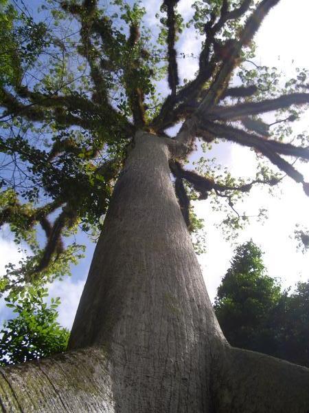 Guatemalas national tree, the Ceiba