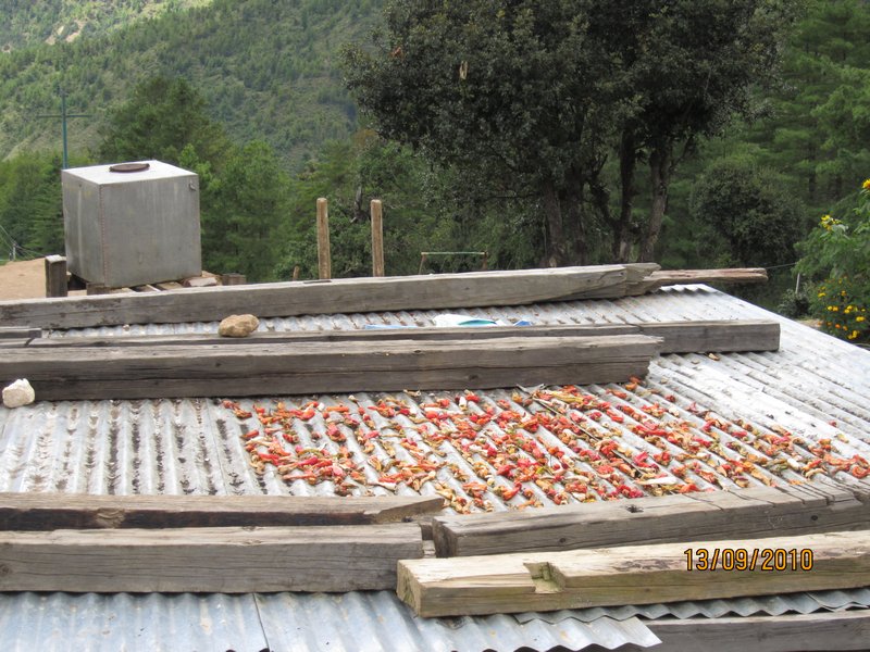 drying chilli on the roof