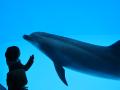 Dolphin at Nagoya Aquarium