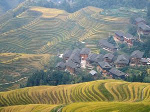 Rice terracces (138)