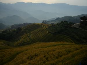 Rice terracces (140)