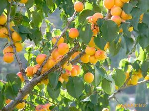 nagar valley Fruit