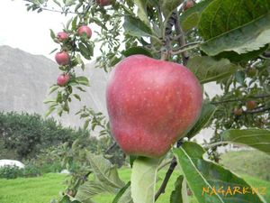 nagar valley Fruit