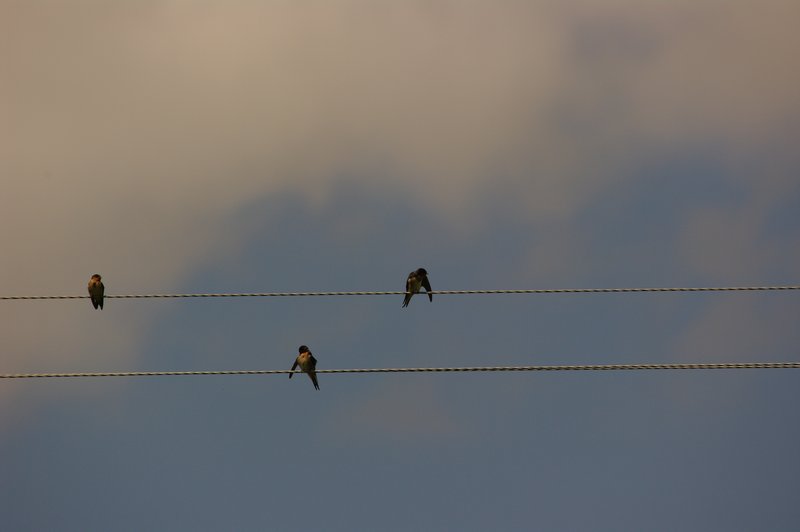 Welcome Swallows