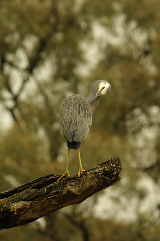 White-fronted Heron