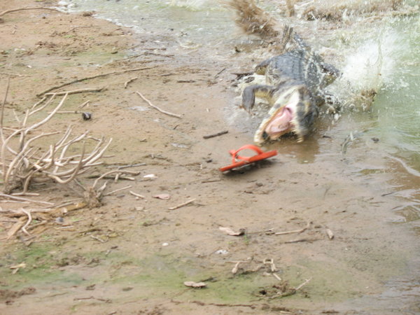 Caiman going after Sandle