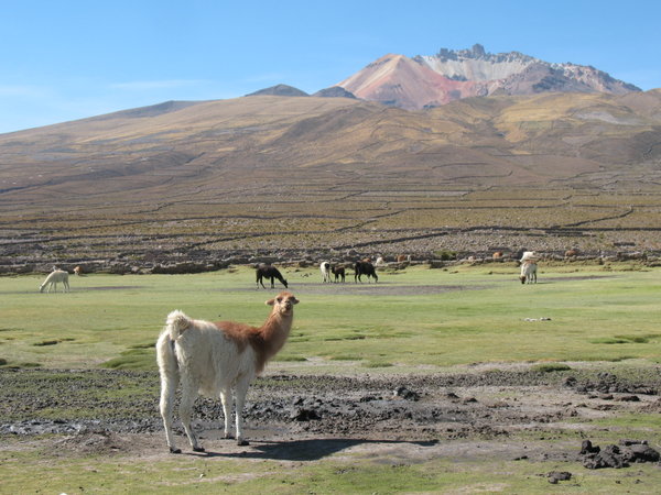Lama in front of dormit volcano