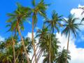 we love coconut trees