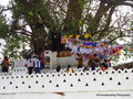 Sacred tree with prayer flags