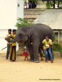 Around and around the elephant