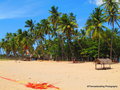 Palm fringed beach in Trinco
