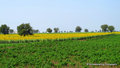 Sunflower fields!