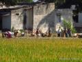 people working in the rice fields