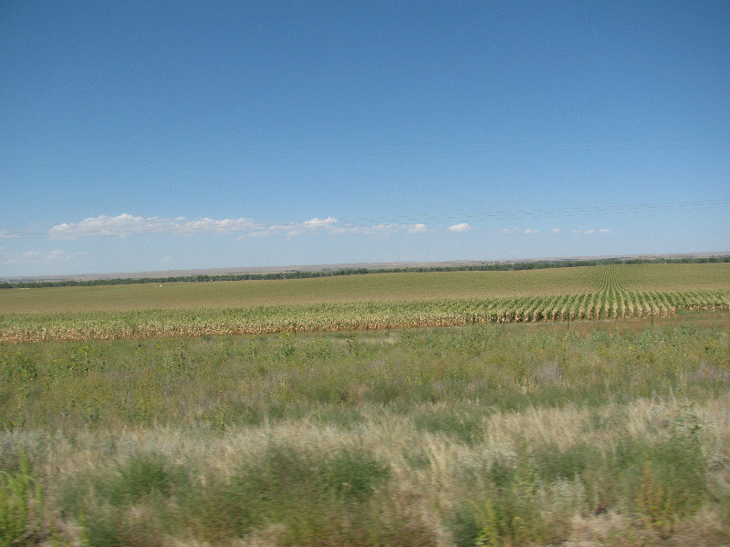 Colorado, champs culture maïs secs (1)