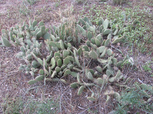 8 sept. premiers cactus au Camping