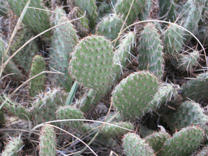 8 sept. premiers cactus au Co-Chu-Puk 2