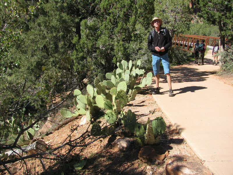 27 sept. Zion Nat. Pk, Pa'rus Trail4, Prickly Pears