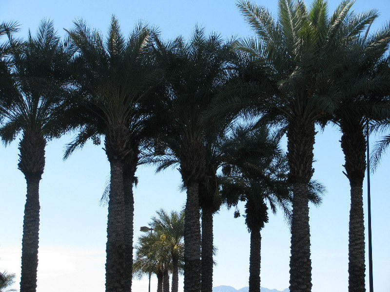 2 oct. arrivée à Las Vegas2, premiers palmiers!