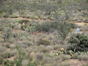8 oct. Route 66, Hackberry, désert de cactus, Az