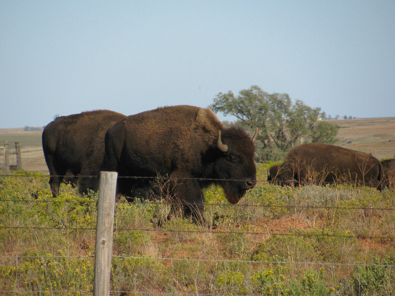 20 oct. Oklahoma, route 40 est7 bisons