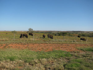 20 oct. Oklahoma, route 40 est6 troupeau bisons