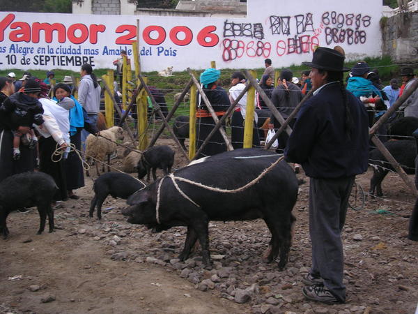 Pigs on ropes, Otavalo