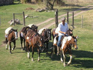 Horses arrive at the Estancia