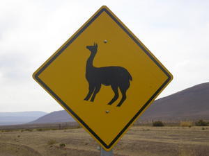 Watch out Llamas about